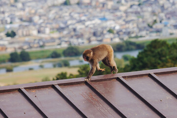 Japanese macaque monkey, Iwatayama Monkey Park, Arashiyama, western Kyoto, Japan, portrait closeup of Nihonzaru snow monkey with red face, blue sky background, troop of Macaca fuscata monkeys © tsuguliev