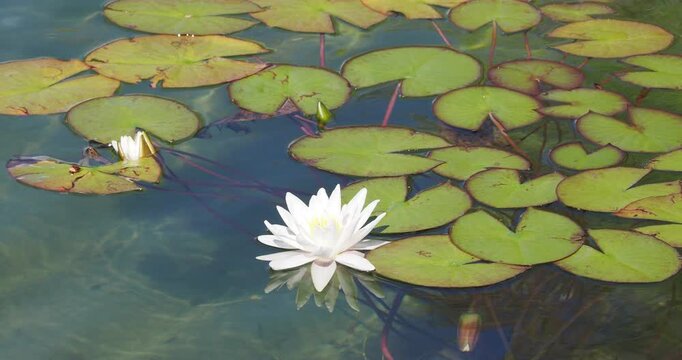 Nymphaea alba | N&eacute;nuphar blanc - Grand n&eacute;nuphar - N&eacute;nufar blanc - Nymph&eacute;a. Fleurs blanches en forme de coupe &agrave; coeur jaune entour&eacute;es de large feuilles cordiformes flottant sur des eaux calmes 