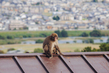 Japanese macaque monkey, Iwatayama Monkey Park, Arashiyama, western Kyoto, Japan, portrait closeup of Nihonzaru snow monkey with red face, blue sky background, troop of Macaca fuscata monkeys © tsuguliev