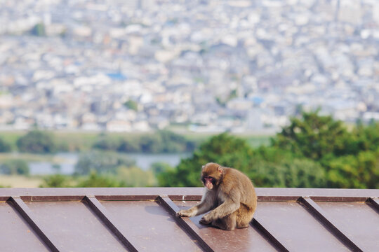 Japanese macaque monkey, Iwatayama Monkey Park, Arashiyama, western Kyoto, Japan, portrait closeup of Nihonzaru snow monkey with red face, blue sky background, troop of Macaca fuscata monkeys
