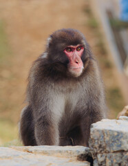 Japanese macaque monkey, Iwatayama Monkey Park, Arashiyama, western Kyoto, Japan, portrait closeup of Nihonzaru snow monkey with red face, blue sky background, troop of Macaca fuscata monkeys © tsuguliev