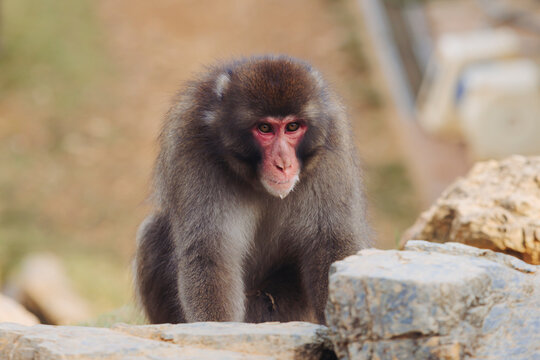 Japanese macaque monkey, Iwatayama Monkey Park, Arashiyama, western Kyoto, Japan, portrait closeup of Nihonzaru snow monkey with red face, blue sky background, troop of Macaca fuscata monkeys