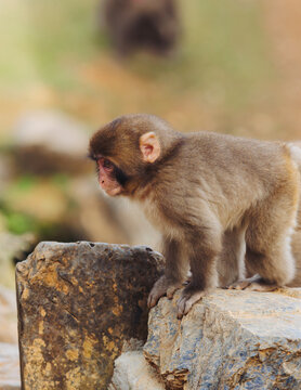 Japanese macaque monkey, Iwatayama Monkey Park, Arashiyama, western Kyoto, Japan, portrait closeup of Nihonzaru snow monkey with red face, blue sky background, troop of Macaca fuscata monkeys