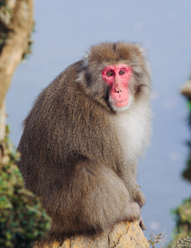 Japanese macaque monkey, Iwatayama Monkey Park, Arashiyama, western Kyoto, Japan, portrait closeup of Nihonzaru snow monkey with red face, blue sky background, troop of Macaca fuscata monkeys
