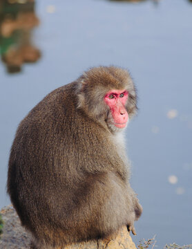 Japanese macaque monkey, Iwatayama Monkey Park, Arashiyama, western Kyoto, Japan, portrait closeup of Nihonzaru snow monkey with red face, blue sky background, troop of Macaca fuscata monkeys