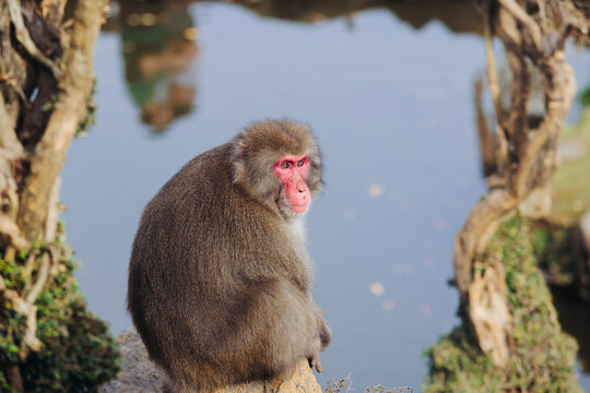 Japanese macaque monkey, Iwatayama Monkey Park, Arashiyama, western Kyoto, Japan, portrait closeup of Nihonzaru snow monkey with red face, blue sky background, troop of Macaca fuscata monkeys