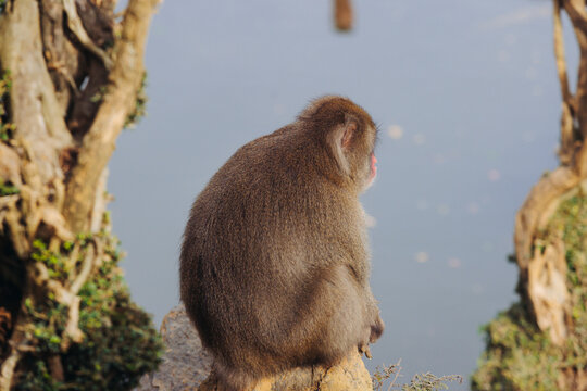 Japanese macaque monkey, Iwatayama Monkey Park, Arashiyama, western Kyoto, Japan, portrait closeup of Nihonzaru snow monkey with red face, blue sky background, troop of Macaca fuscata monkeys