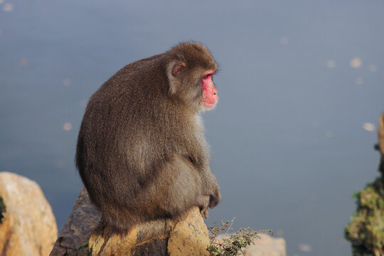 Japanese macaque monkey, Iwatayama Monkey Park, Arashiyama, western Kyoto, Japan, portrait closeup of Nihonzaru snow monkey with red face, blue sky background, troop of Macaca fuscata monkeys