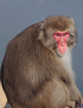 Japanese macaque monkey, Iwatayama Monkey Park, Arashiyama, western Kyoto, Japan, portrait closeup of Nihonzaru snow monkey with red face, blue sky background, troop of Macaca fuscata monkeys