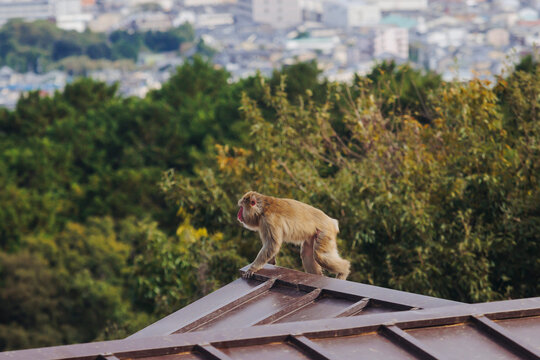 Japanese macaque monkey, Iwatayama Monkey Park, Arashiyama, western Kyoto, Japan, portrait closeup of Nihonzaru snow monkey with red face, blue sky background, troop of Macaca fuscata monkeys