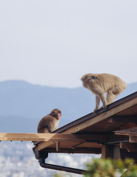 Japanese macaque monkey, Iwatayama Monkey Park, Arashiyama, western Kyoto, Japan, portrait closeup of Nihonzaru snow monkey with red face, blue sky background, troop of Macaca fuscata monkeys