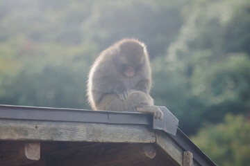 Japanese macaque monkey, Iwatayama Monkey Park, Arashiyama, western Kyoto, Japan, portrait closeup of Nihonzaru snow monkey with red face, blue sky background, troop of Macaca fuscata monkeys © tsuguliev