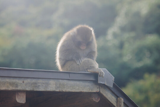 Japanese macaque monkey, Iwatayama Monkey Park, Arashiyama, western Kyoto, Japan, portrait closeup of Nihonzaru snow monkey with red face, blue sky background, troop of Macaca fuscata monkeys