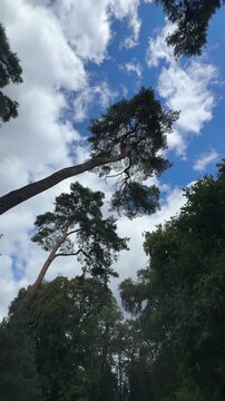 Tall pine tree reaching into a bright blue sky with drifting clouds, seen from a low angle in a lush forest, symbolizing growth, freedom and natural tranquility