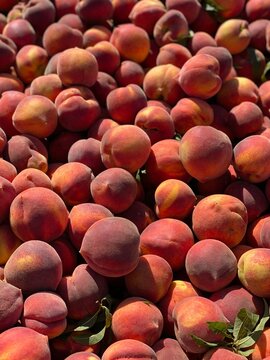 Freestone Peaches