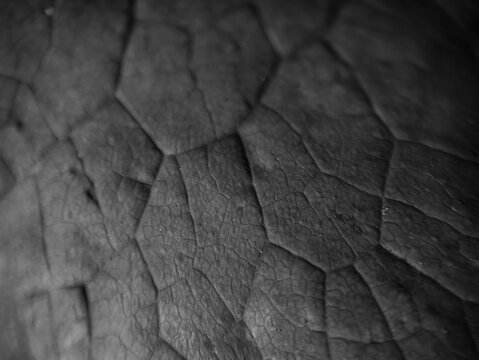 Close-up macro view of a leaf surface with detailed veins, organic cellular structure and monochrome tones, photographed on June 14, 2026. Selective focus creates a dark abstract natural texture and b