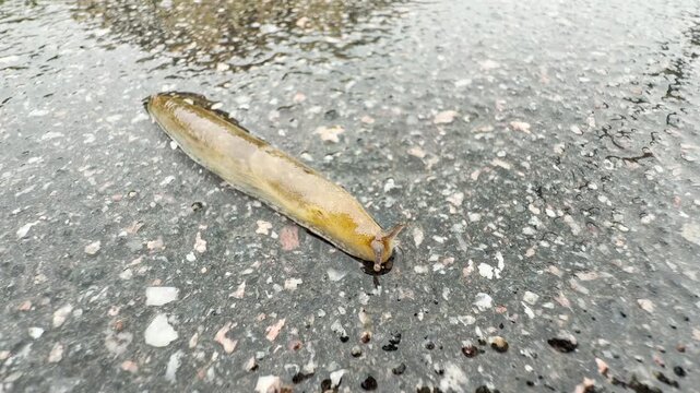 A small slug crawls slowly across the wet asphalt road. The rainy day creates a quiet, lonely, and melancholic atmosphere.