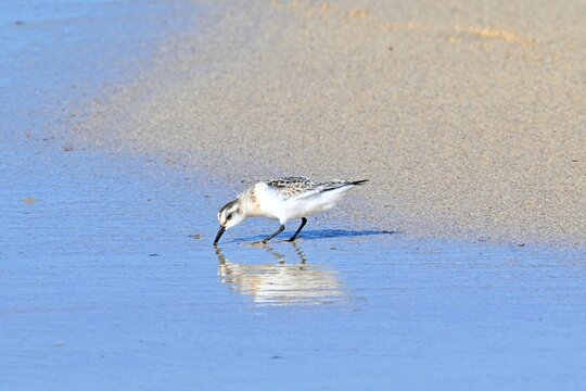 Three-toed Sandpiper, Calidris alba foraging
on a sandy beach at low tide