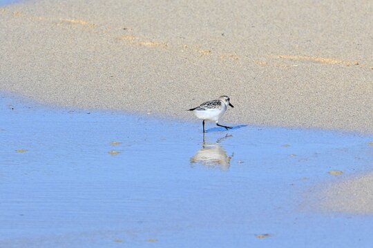 Three-toed Sandpiper, Calidris alba foraging
on a sandy beach at low tide