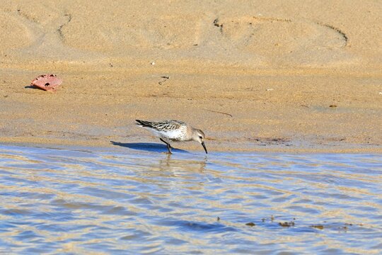 Three-toed Sandpiper, Calidris alba foraging
on a sandy beach at low tide