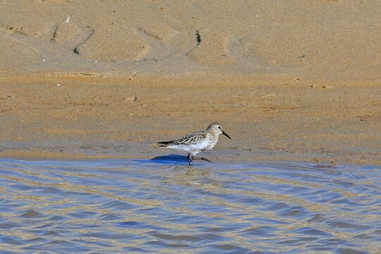 Three-toed Sandpiper, Calidris alba foraging
on a sandy beach at low tide