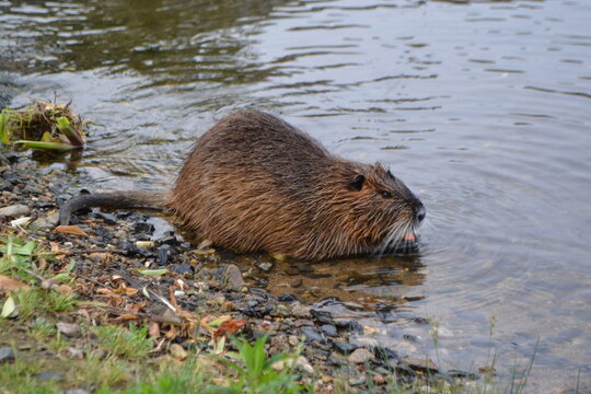 Nutria on the vltava river banks in prague for wildlife poster and nature background design