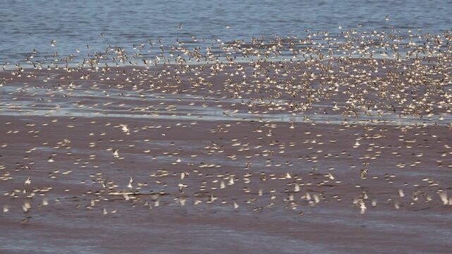 Johnson&rsquo;s Mills Shorebird Reserve and Interpretive Centre