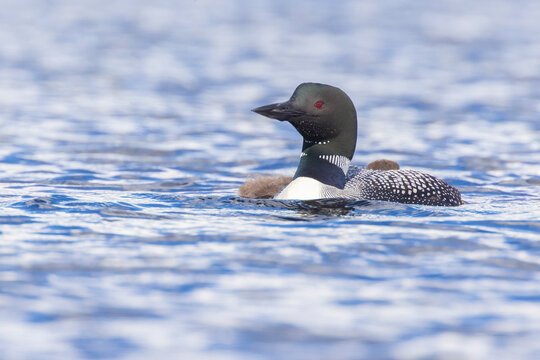 common loon or great northern diver (Gavia immer) family
