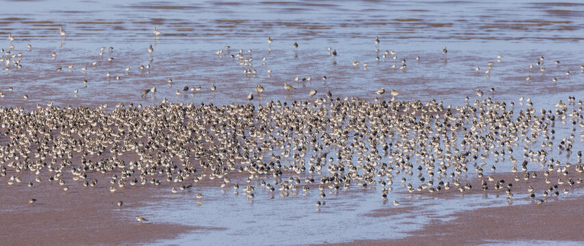 Johnson&rsquo;s Mills Shorebird Reserve and Interpretive Centre
