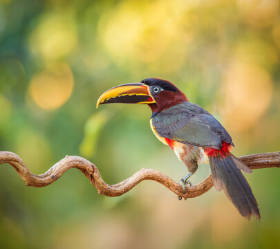 chestnut-eared aracari bird