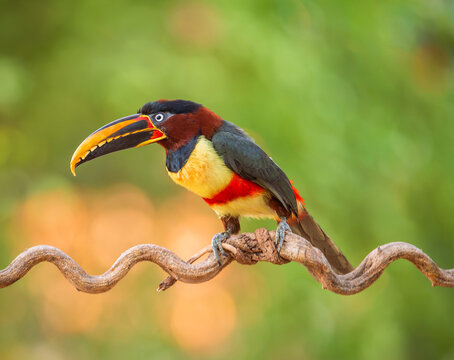 chestnut-eared aracari bird