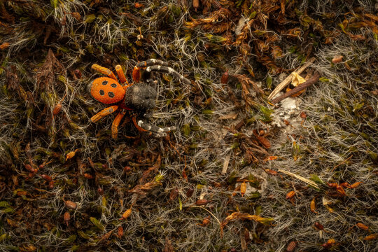 Eresus moravicus spider on mossy ground in Czech Republic