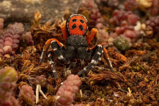 Eresus moravicus spider macro view on colorful ground