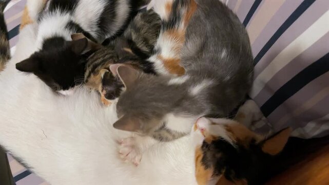 A cozy close-up of a mother calico cat lying down and nursing her group of tiny, sleeping newborn kittens curled up together on a soft striped cushion.