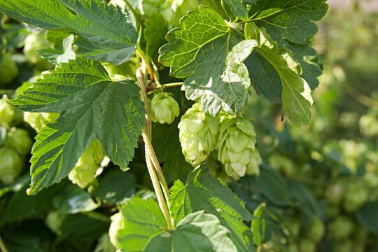 Green hop cones with leaves on vine close up