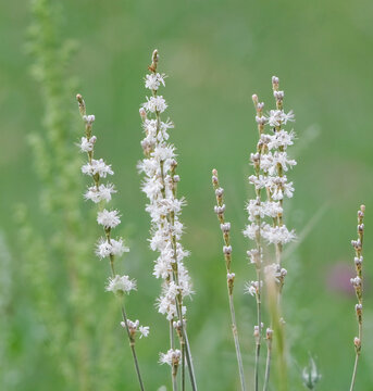 White redroot buckwheat flower blooming in a green meadow