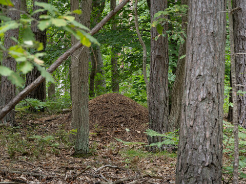 A large, natural anthill made of pine needles and twigs, located among trees in a dense green forest during a bright day. Wild nature and ecosystem concept.