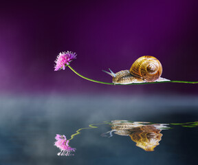 A snail slowly moving along a flower stem above calm water, creating a beautiful reflection against a dark purple background. Concept of patience, balance, and slow living © Pihuliak