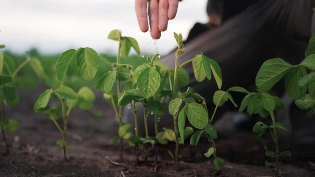 A farmer gently provides hand irrigation to young soybean plants in the field, ensuring the soybean crops receive necessary water. The farmer's attentive hand irrigation supports the growth of the
