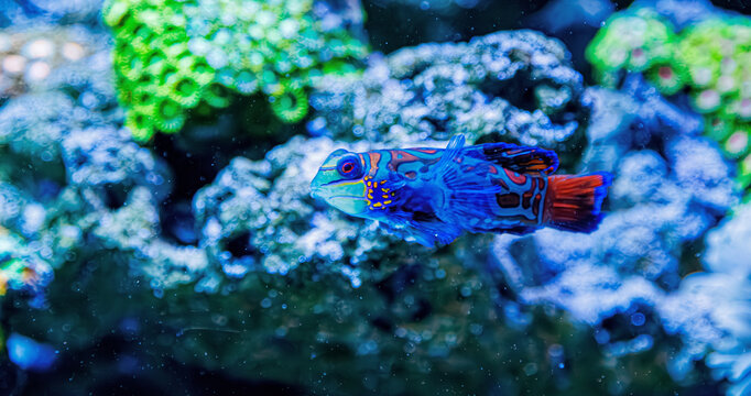 Exotic mandarinfish swimming near neon green coral inside marine aquarium