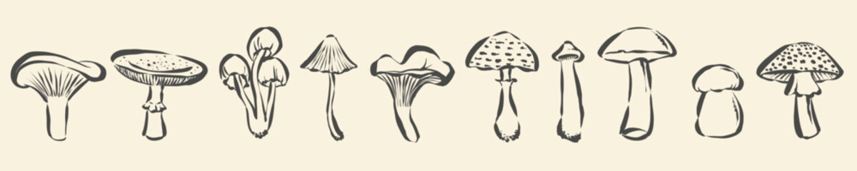 Monochrome mushroom vector set with hand drawn doodle sketches of various wild forest fungi © mr_bachinsky