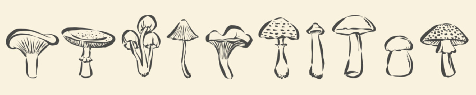 Monochrome mushroom vector set with hand drawn doodle sketches of various wild forest fungi