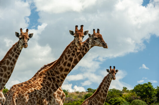 a Tower of giraffes in South Africa with blue sky and clouds