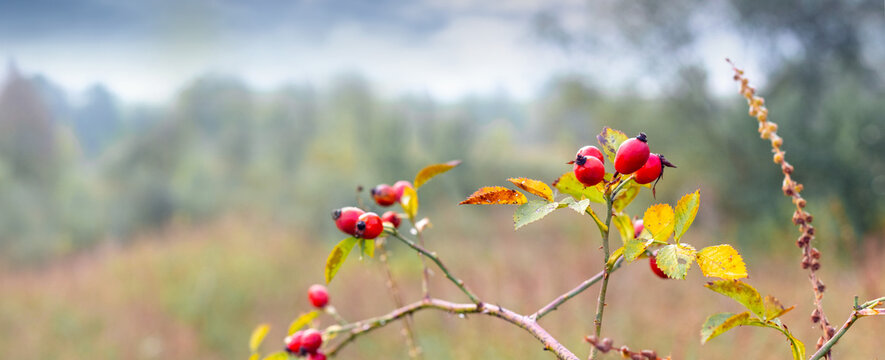 Red rosehip berries on branch with blurred autumn field background
