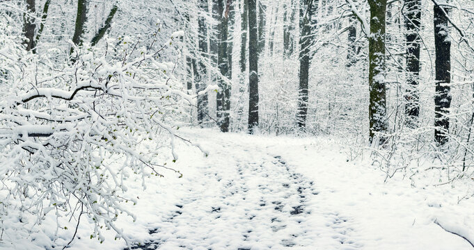 Snow-covered path in winter forest with trees on both sides