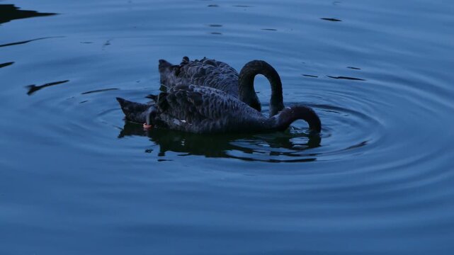 In the evening, two swans drink water from the pond.