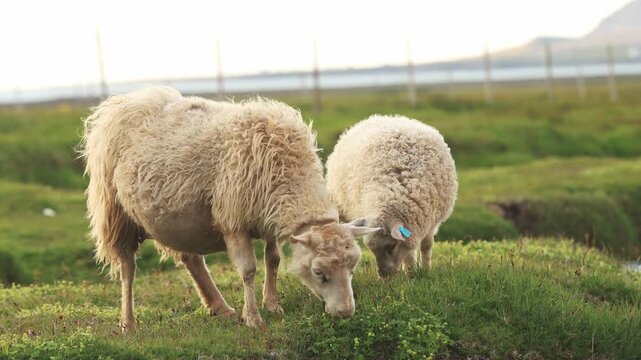 Two icelandic sheep peacefully grazing in a lush green pasture during a beautiful golden hour sunset
