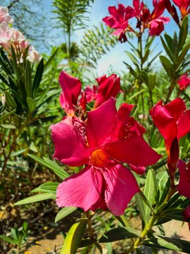 Plants And Flowers 