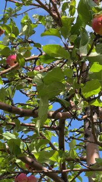 Fresh apples on a tree branch amidst green leaves against a blue sky