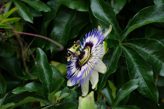 Passion flower close-up with purple corona and white petals